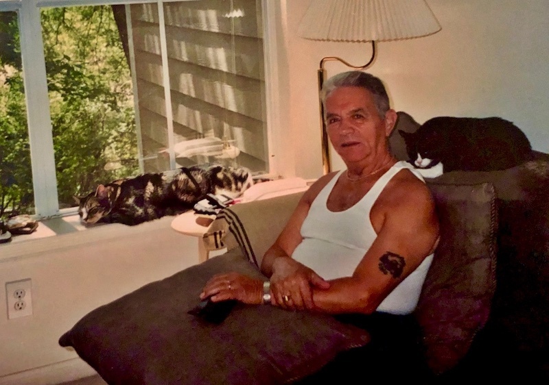cats4