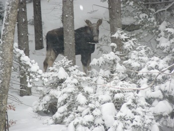 moose2