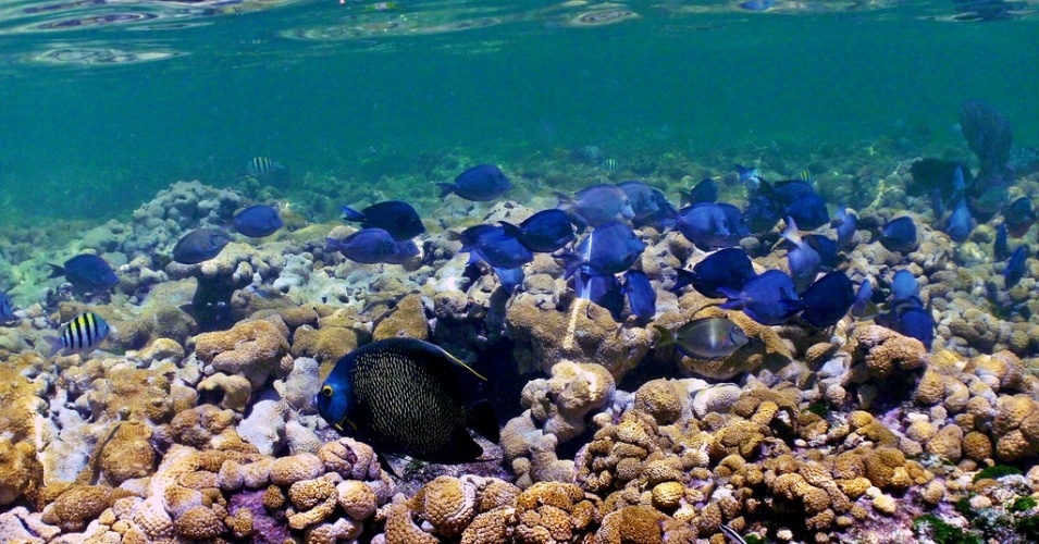 "Although defaunation has been less severe in the oceans than on land, our effects on marine animals are increasing in pace and impact," the researchers write. (Photo: Phil's 1stPix/flickr/cc)